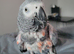 African grey parrot