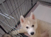 Siberian huskys