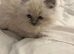 Pure Blue Pount Ragdoll Kittens 3 girls 2 boys (REDUCED)
