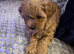 Cavapoochon puppy