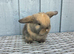 Beautiful baby mini lop