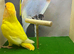Lutino peach faced love bird
