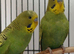 Bonded pair young cocks