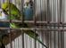 Young Budgies for sale