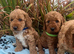 Cockapoo puppies