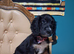 3 stunning kc registered Cocker spaniel puppies left
