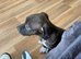 Beautiful staff x American bulldog
