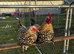Lemon millefleur booted bantam hatching eggs