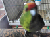 Tame kakariki for sale.