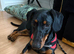 Selling young wiener dog named Nancy