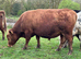 Registered Dexter Bull