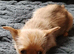 Chorkie pups