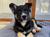 Shepsky Pups