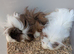 Adorable baby Guinea pig for sale