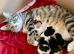 The most beautiful kittens ever