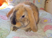 Mini lop kits available to reserve