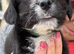 WESTNAL PUPPIES FOR SALE - 5* licenced breeder