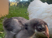 Free chicks pekin bantam