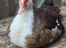 Muscovy ducks looking for new pond