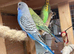 Baby budgies