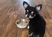 Chihuahua long coat puppies
