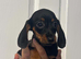 Miniature dachshund