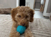 15 week cockapoo