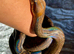 Sonoran Leopard Boa