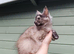 Exceptional Maine Coon Kittens – Huge Champion Bloodlines