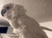Beautiful friendly, Tame Cockatoo