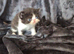 Beautiful Persian kittens