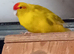 Missing kakarikis and conure