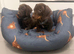 Miniature Dachshund Puppies