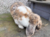 Lop male 6 months