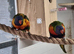 Rainbow lorikeet