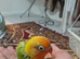 Love birds