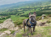 Brindle boy French bulldog