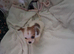JACK TZU PUPPIES MALE/FEMALE
