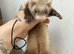 Ferret kits ready 5th July