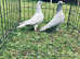 Racing pigeons
