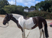 REDUCED - Looking for a new home