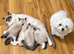 Ragdoll Bicollor male kittens