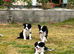 Beautiful Border Collie Puppies For Sale