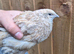 SALE Coturnix Quails