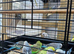 Young budgies for sale