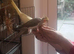 Wanted: 6 year old+ cockatiel