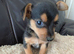 Beautiful Pure Bred Jack Russell Puppies.