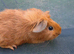 Teddy cross Boar