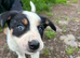 8 week old border collie pups