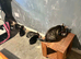 3 male kittens